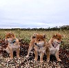  - Tous les chiots ont trouvé leurs familles, rdv l'été prochain 