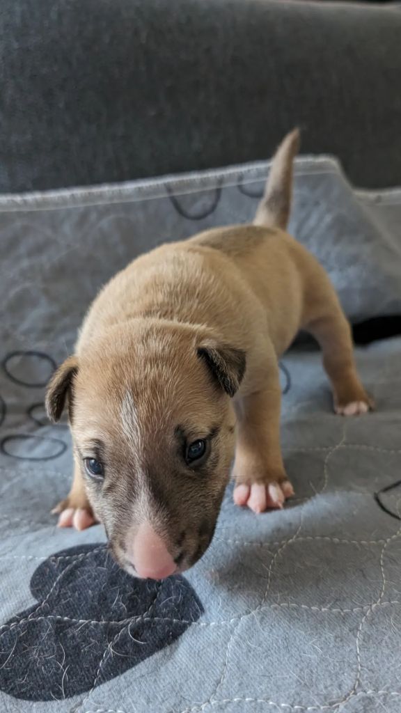 Perfect World Legacy - Chiot disponible  - Bull Terrier Miniature