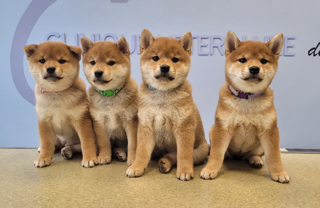 chiot Shiba Perfect World Legacy