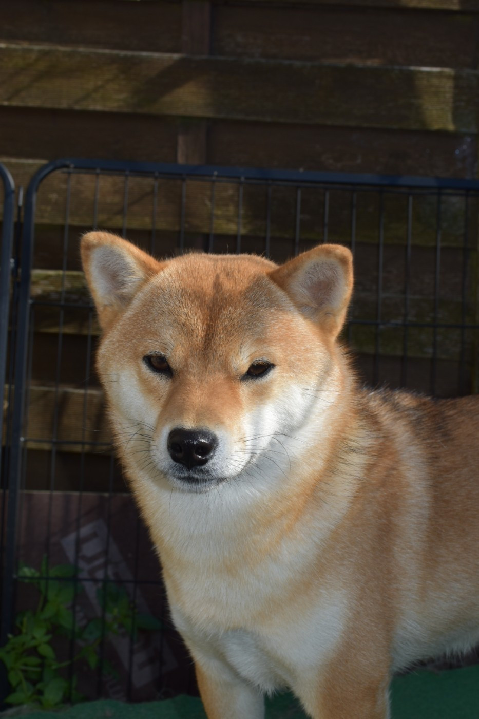 Perfect World Legacy Venice beach