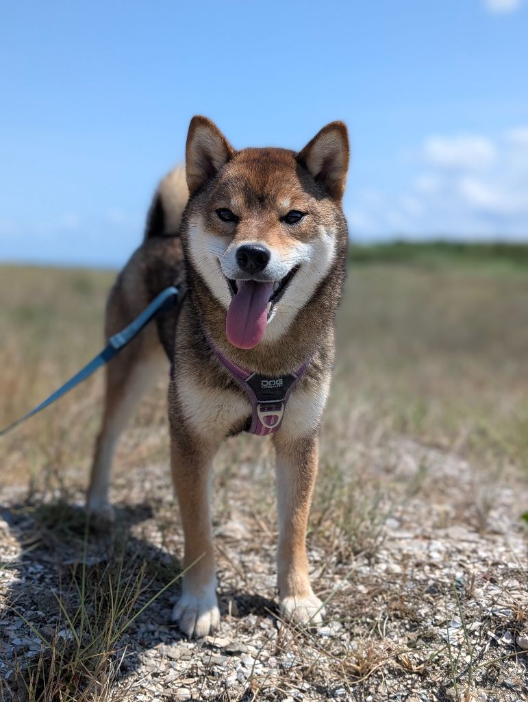 Vanilla sky Go Sakura Kensha