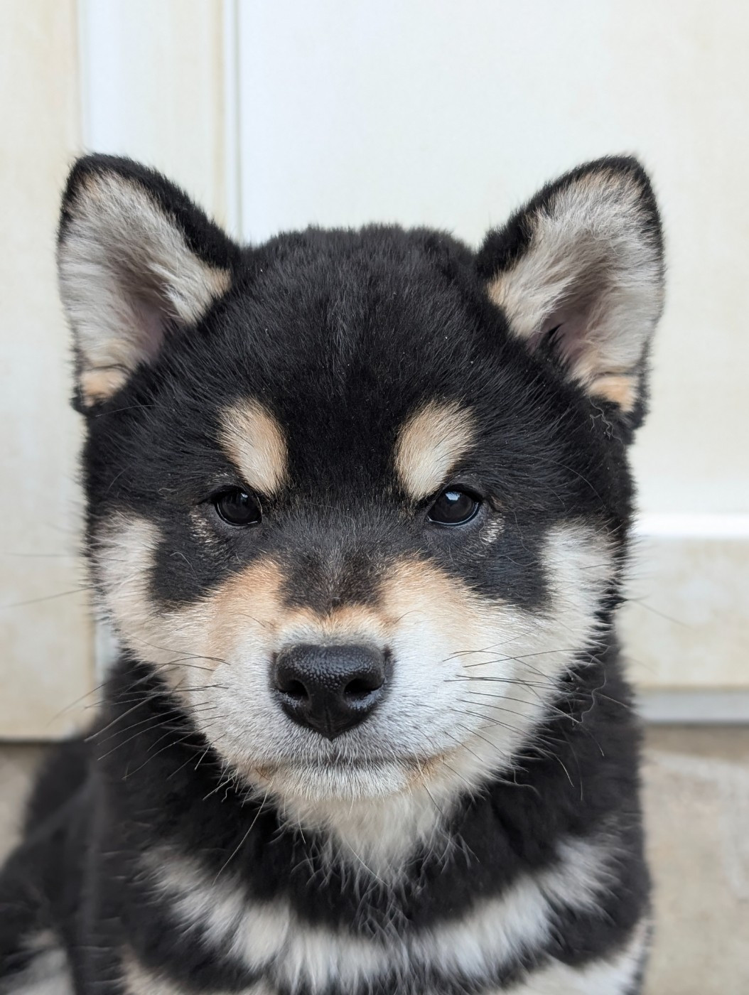 A STAR IS BORN Go Metella Kensha