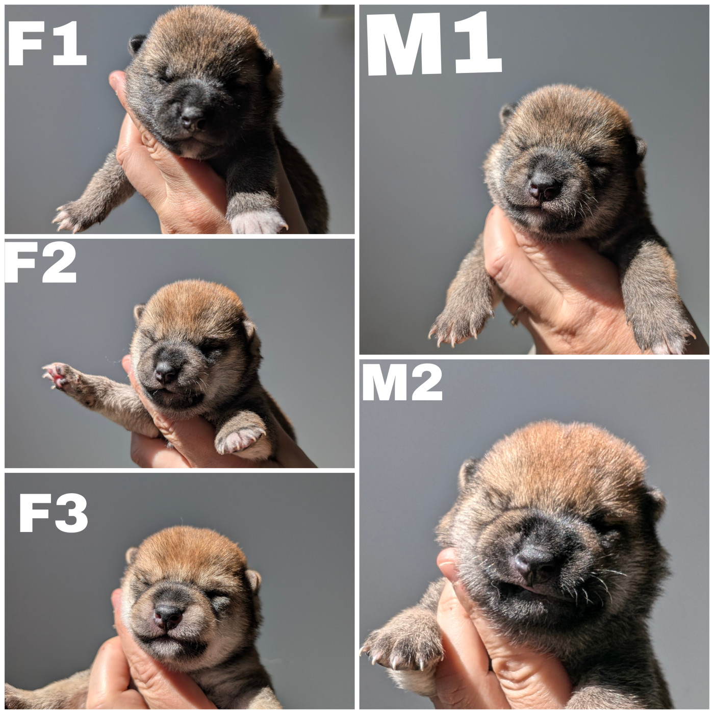 5 chiots sont nés le 30 mars, tous réservés