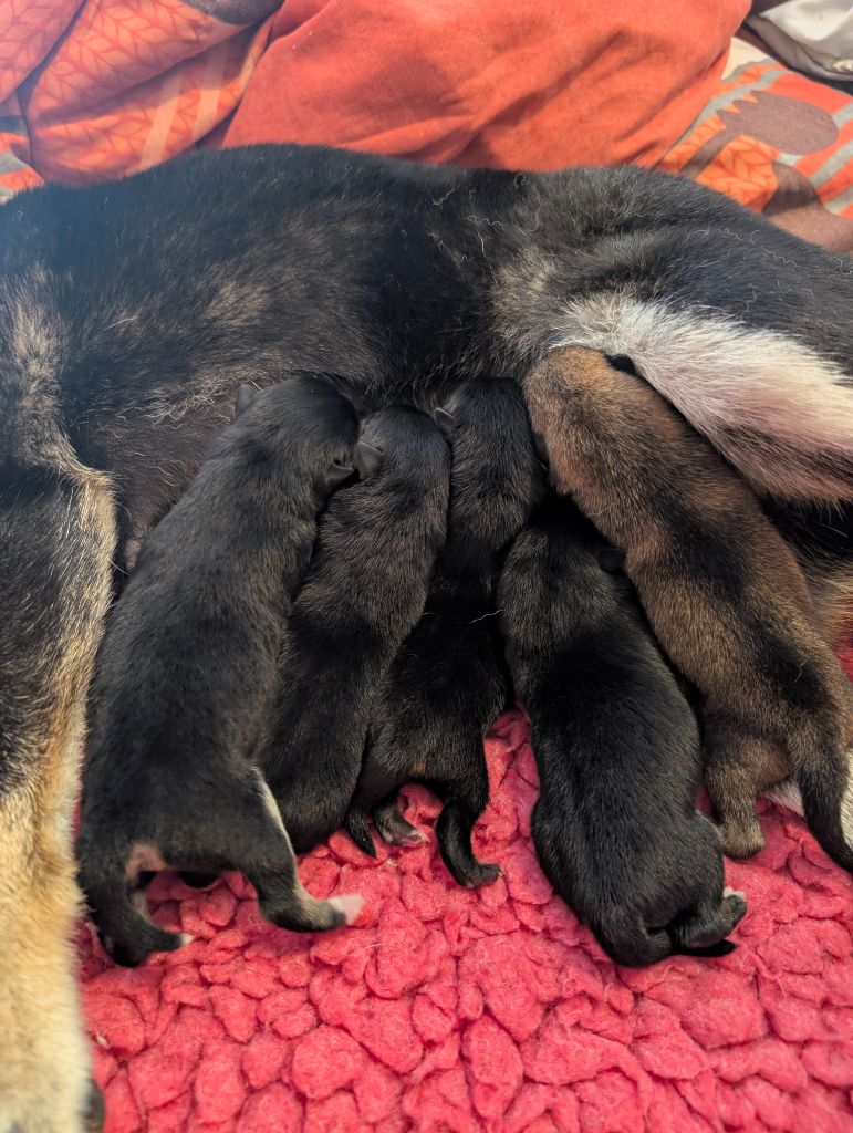 Les chiots de Tsuki sont là !!! 