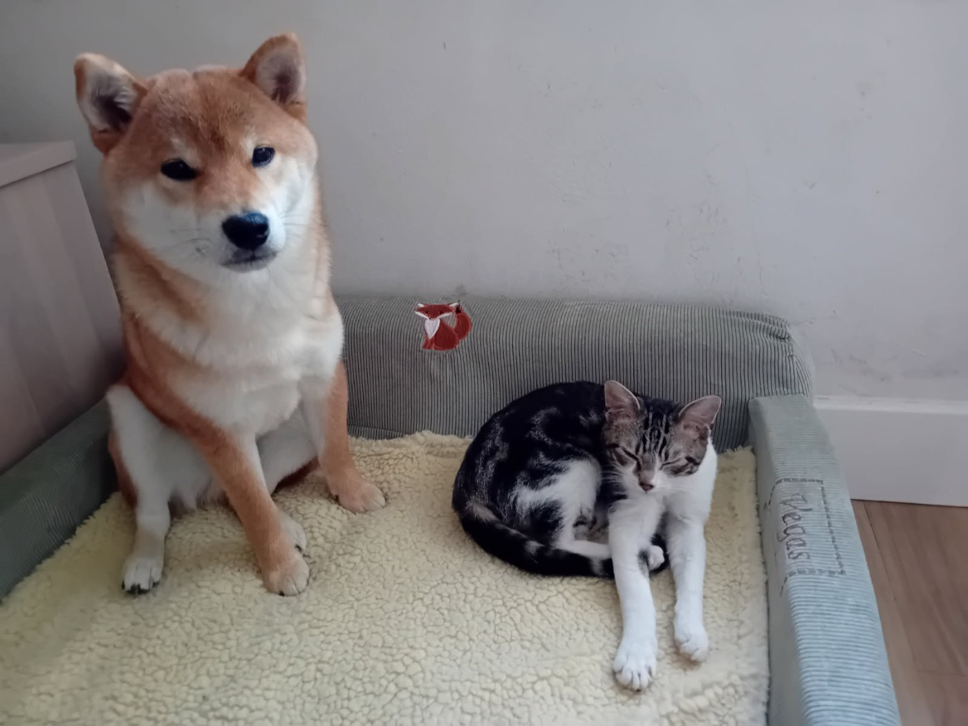 Chiens nés chez nous