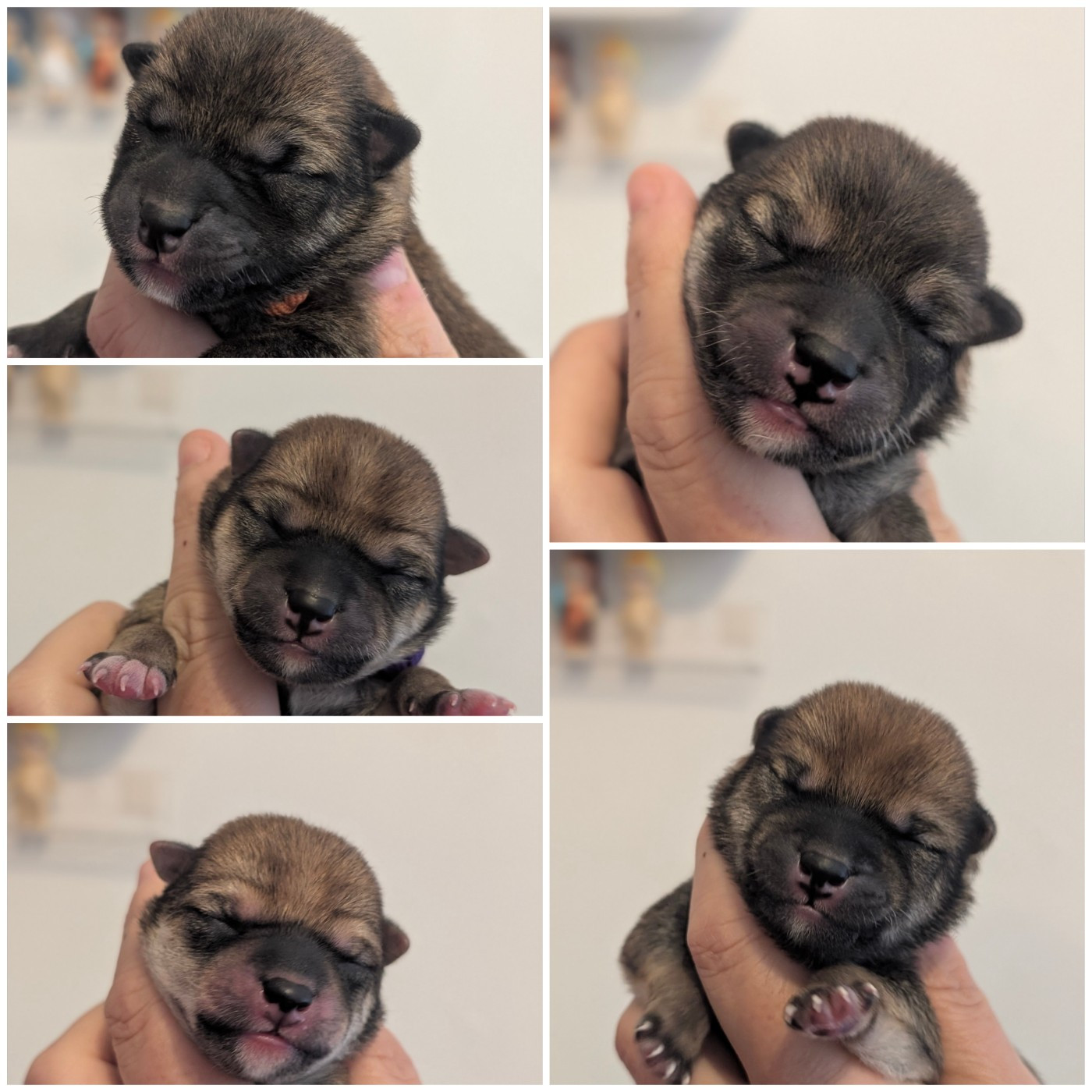 Chiot Shiba Perfect World Legacy