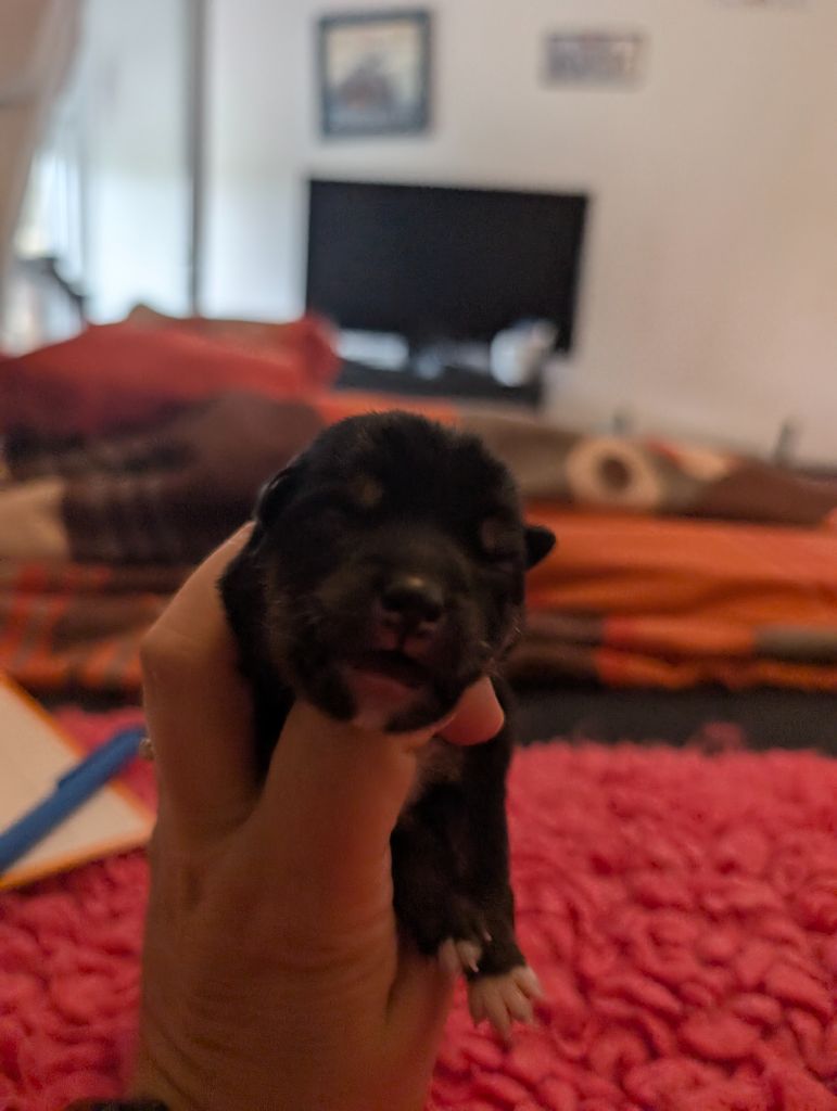 Perfect World Legacy - Chiots disponibles - Shiba