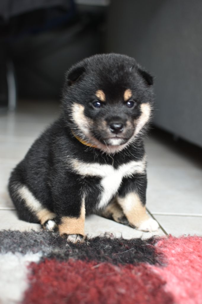 Perfect World Legacy - Chiots disponibles - Shiba