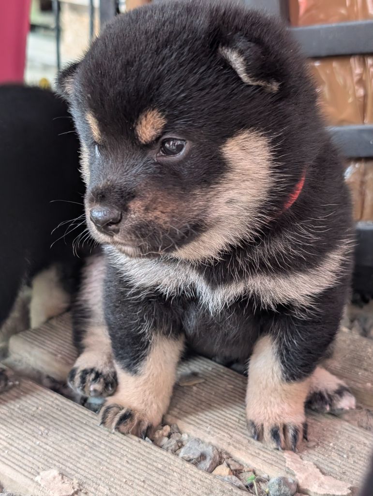 Perfect World Legacy - Chiots disponibles - Shiba
