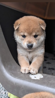 tsuki