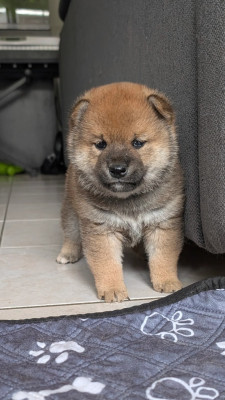 Koda