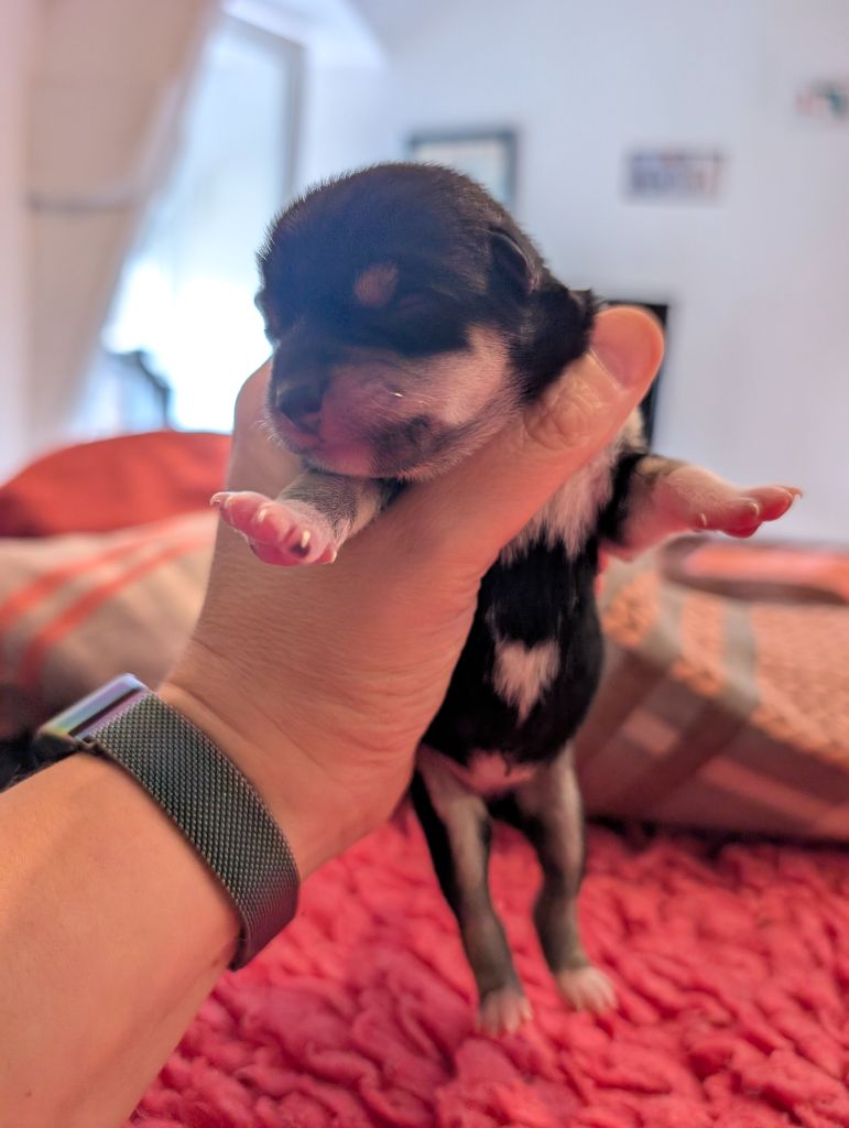 Perfect World Legacy - Chiots disponibles - Shiba