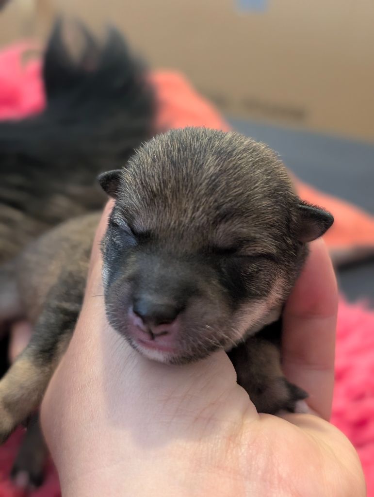 Perfect World Legacy - Chiots disponibles - Shiba