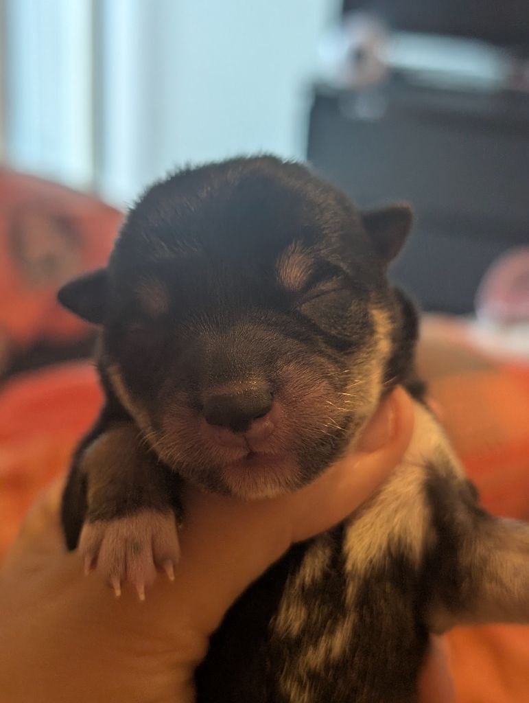 Perfect World Legacy - Chiots disponibles - Shiba